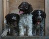 Lagotto Romagnolo