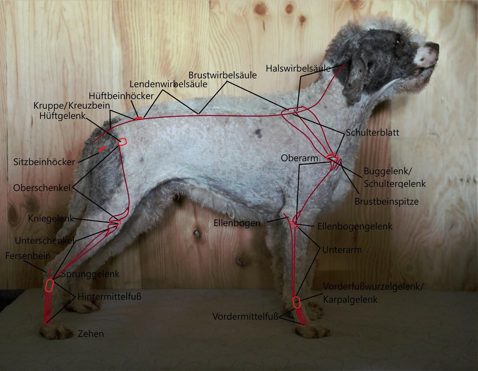 Lagotto Romagnolo Italienische Wasserhunde, Trüffelhunde Anatomie