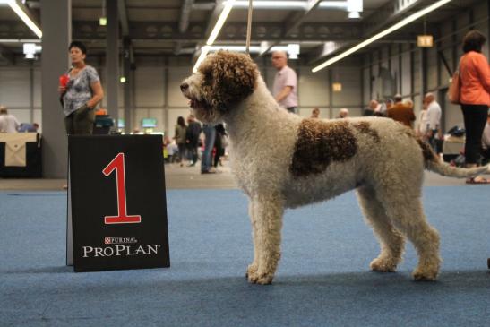 Lagotto Romagnolo - Italienische Wasserhunde, Trüffelhunde ...